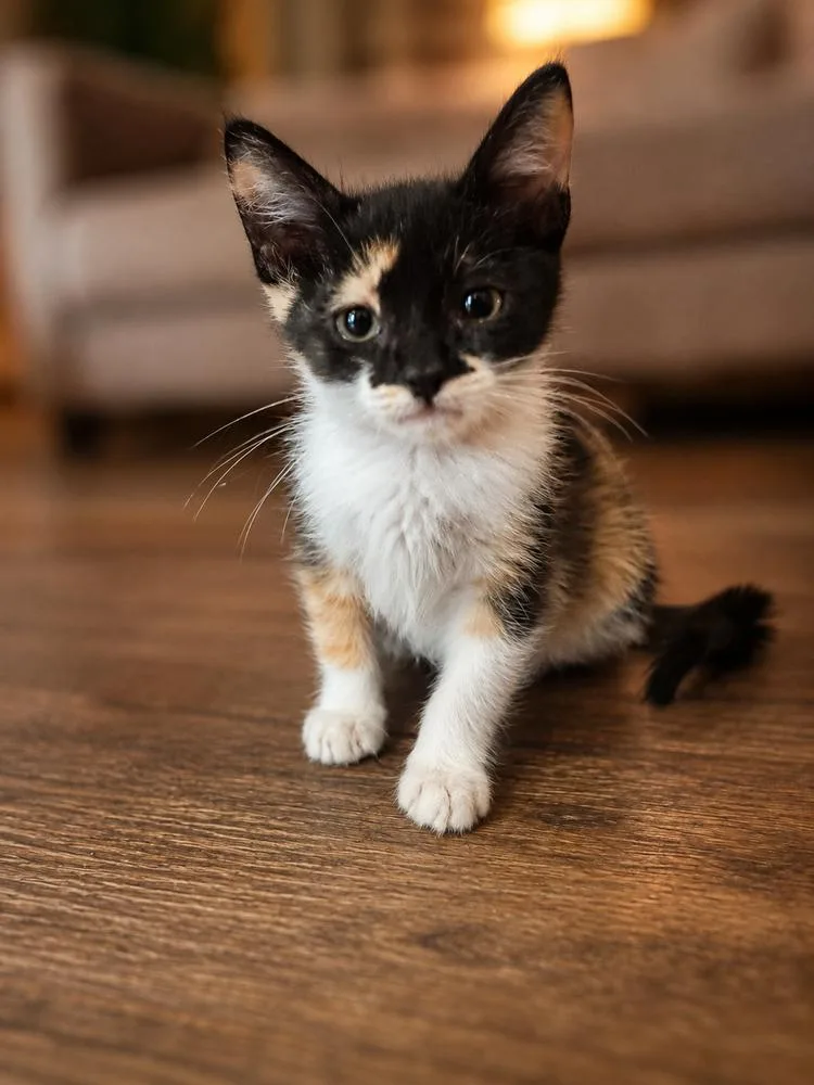 Baby Beans