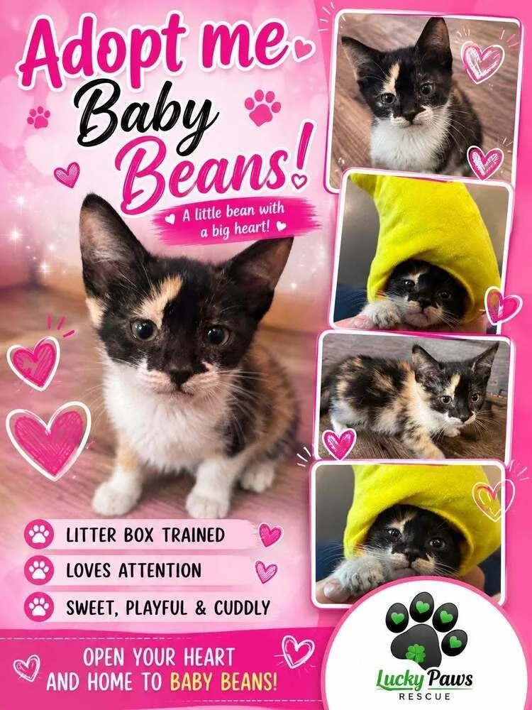 Baby Beans thumbnail 4