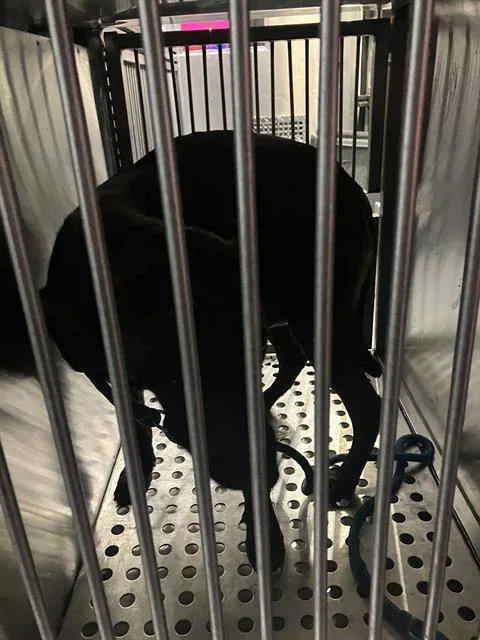 An adult medium-sized female Mixed Breed dog named Estrella for adoption in Dallas, TX