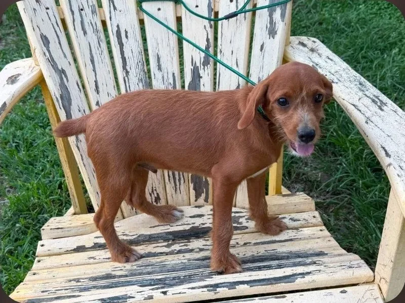 A baby medium-sized male Terrier dog named Cooper Hayes for adoption in Saunderstown, RI