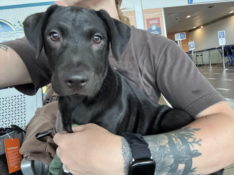 A baby medium-sized male Labrador Retriever dog named Johnathan for adoption in New York, NY