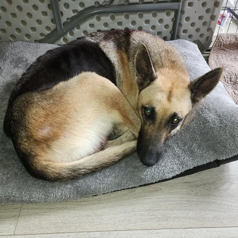An adult medium-sized female Yellow / Tan / Blond / Fawn German Shepherd Dog dog named Carli for adoption in Stephens City, VA