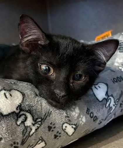 A baby medium-sized female Domestic Short Hair cat named Bernice for adoption in Washington, DC