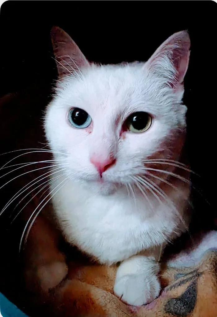 An adult medium-sized female Domestic Short Hair cat named Snow White for adoption in Muskegon, MI