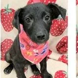 A baby small-sized female Black Wirehaired Terrier dog named Honey Badger for adoption in Clearwater, FL