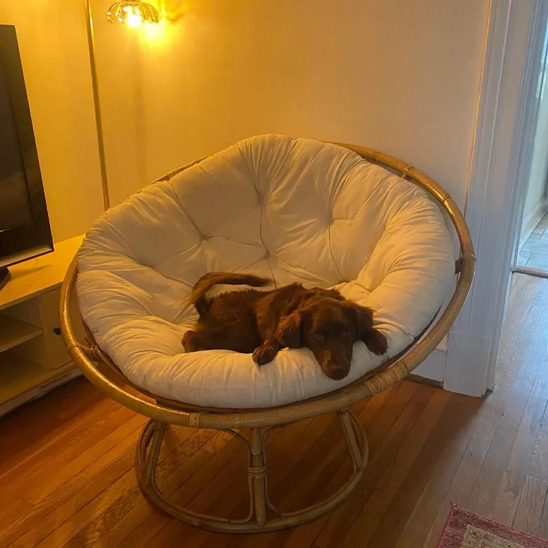 An adult medium-sized female Brown / Chocolate Mixed Breed dog named Milka for adoption in Fredericksburg, VA