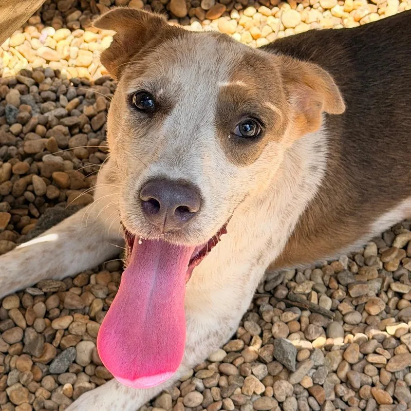 An adult medium-sized female White / Cream Australian Cattle Dog / Blue Heeler dog named Elanor for adoption in Columbus, GA