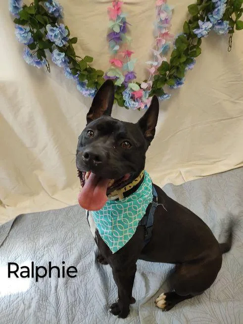 Ralphie thumbnail 5