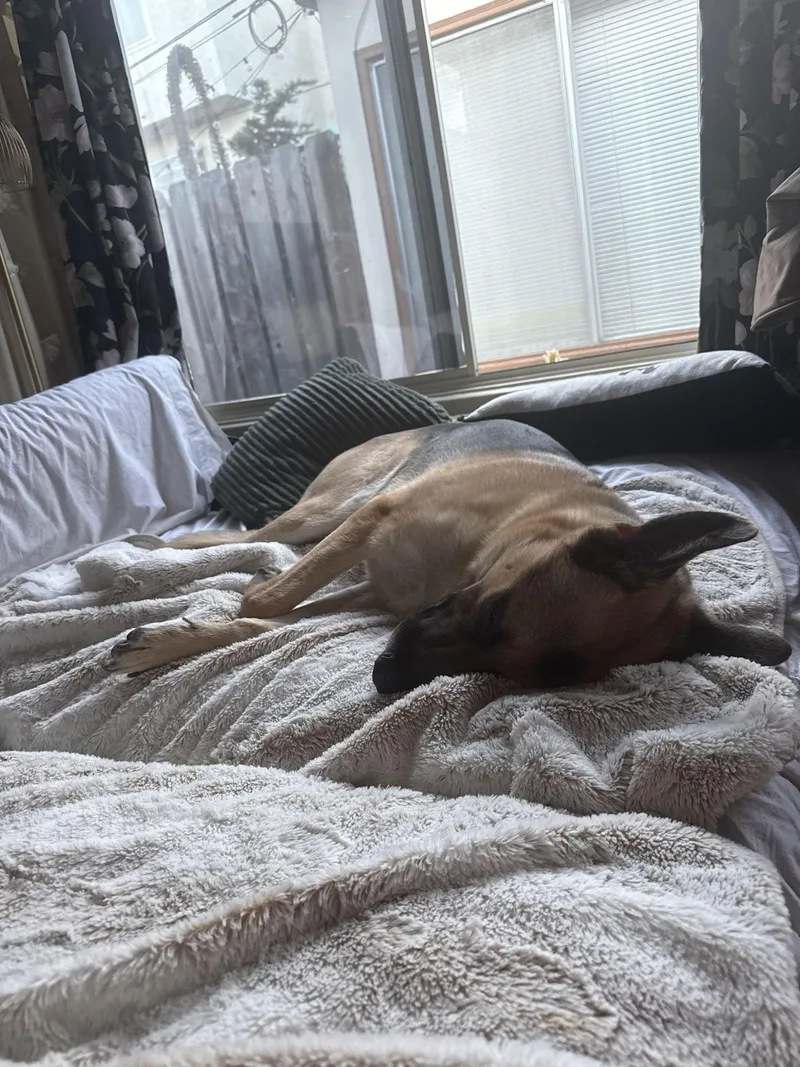 Gus Family Dog thumbnail 2