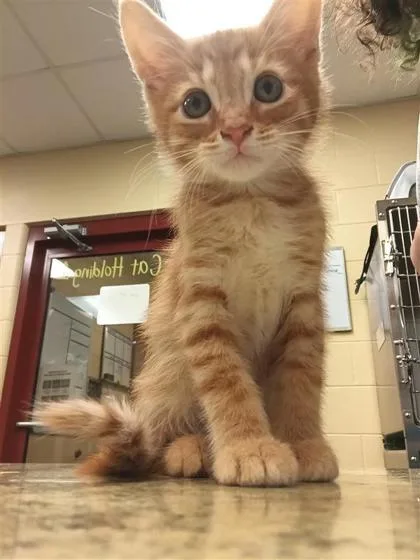A baby small-sized male Domestic Medium Hair cat named Loki for adoption in Independence, MO
