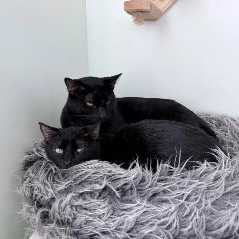 A young large-sized male Black Domestic Short Hair cat named Balthazar for adoption in San Diego, CA
