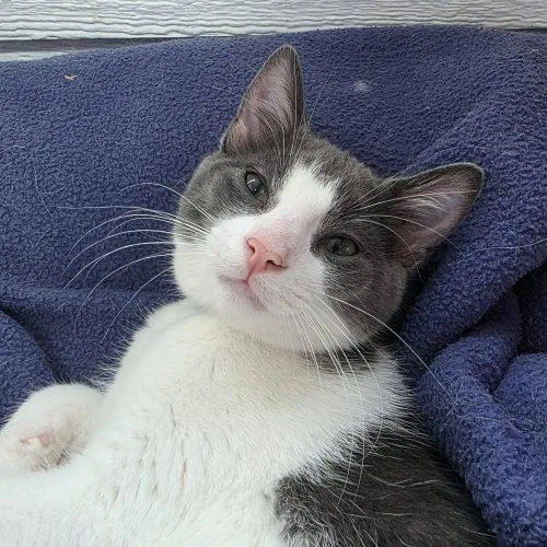 A baby small-sized male Domestic Short Hair cat named Dot for adoption in Elizabeth, IL