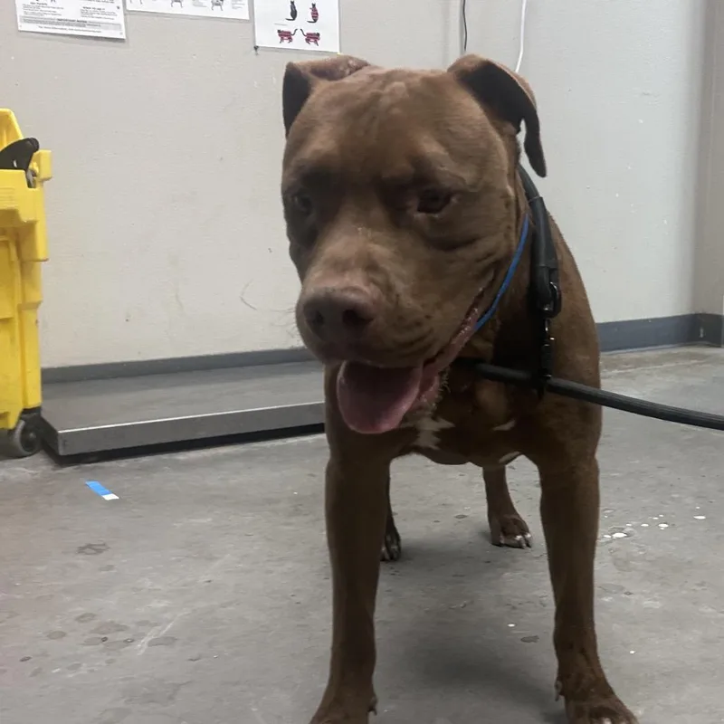 An adult medium-sized male Red / Chestnut / Orange Pit Bull Terrier dog named Oxford for adoption in Yuma, AZ
