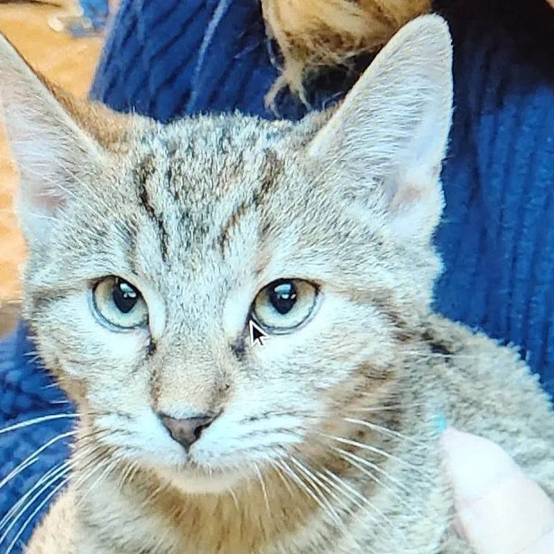 Skittles thumbnail 3