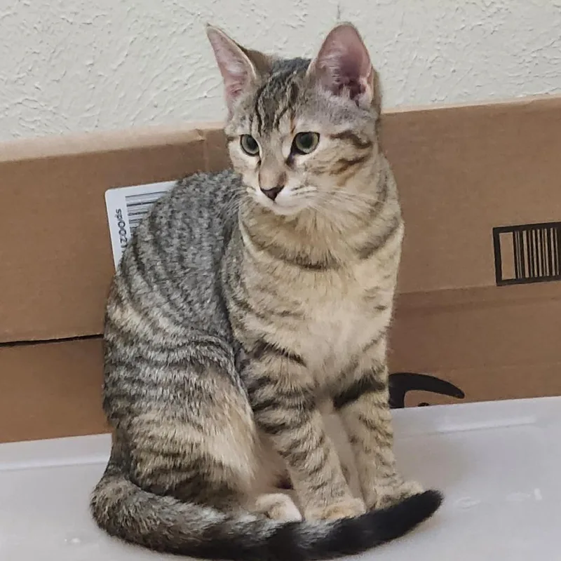 Skittles thumbnail 4