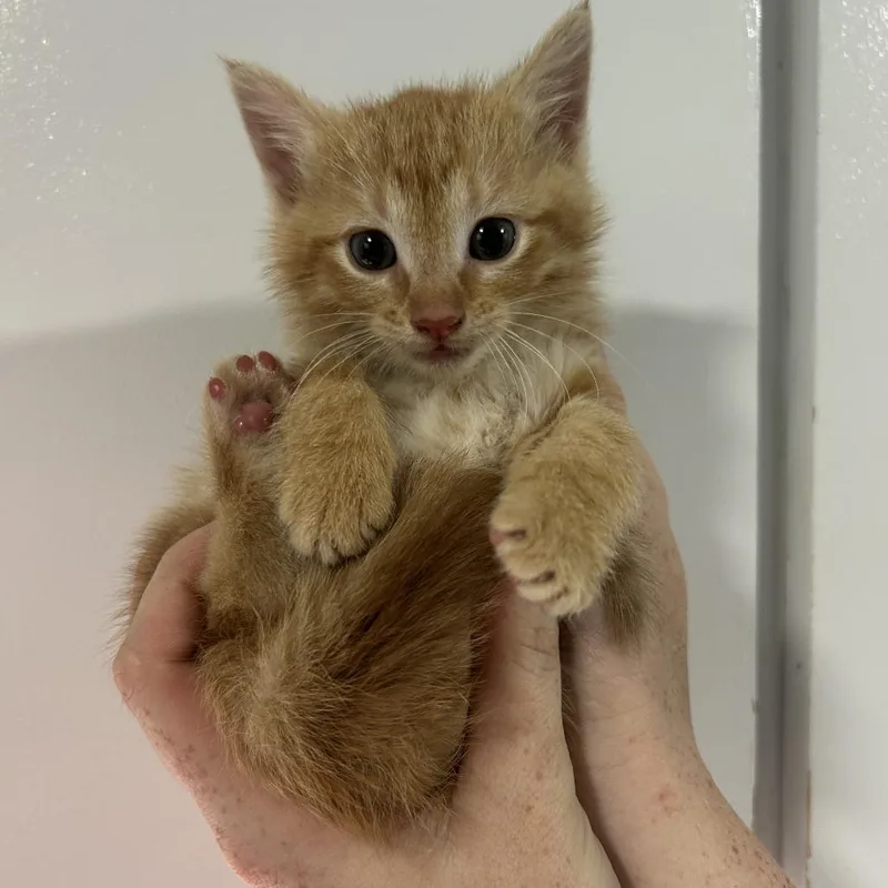 A baby small-sized female Orange / Red Domestic Short Hair cat named Bacon Bit for adoption in Cabot, AR