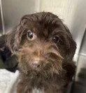 An adult small-sized female Terrier dog named Fifi for adoption in Bloomfield, CT