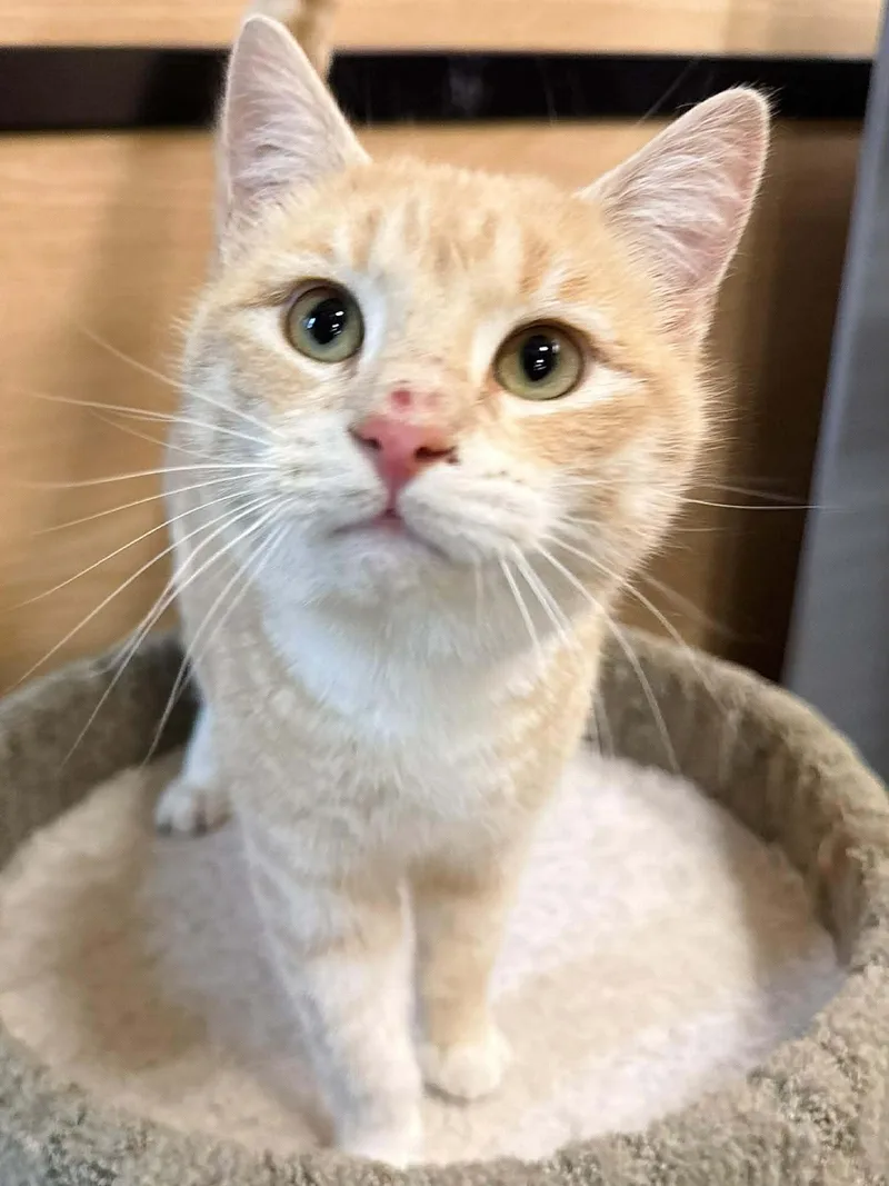 An adult medium-sized male Tabby (Orange / Red) Domestic Short Hair cat named Hank for adoption in Sioux Falls, SD