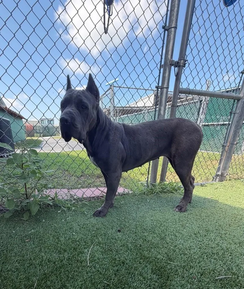 Kona