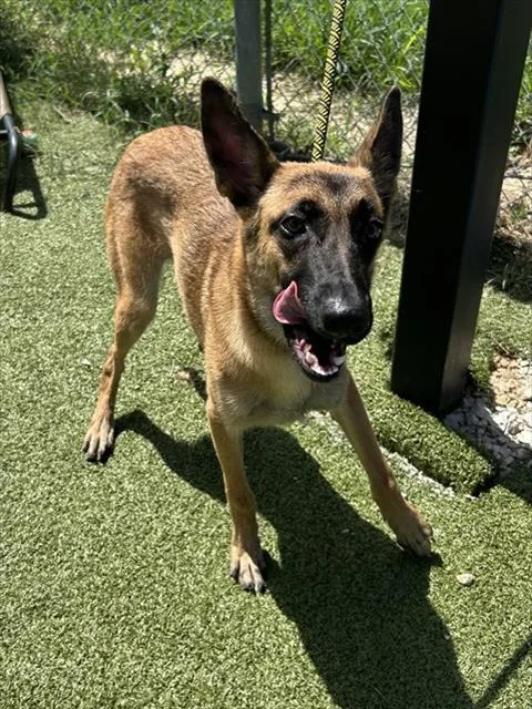 A young small-sized female Belgian Shepherd / Malinois dog named Sally for adoption in Pasadena, TX