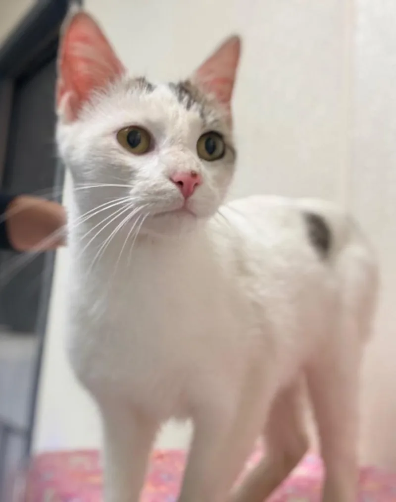 A young medium-sized female Domestic Short Hair cat named Tansy for adoption in North Vernon, IN