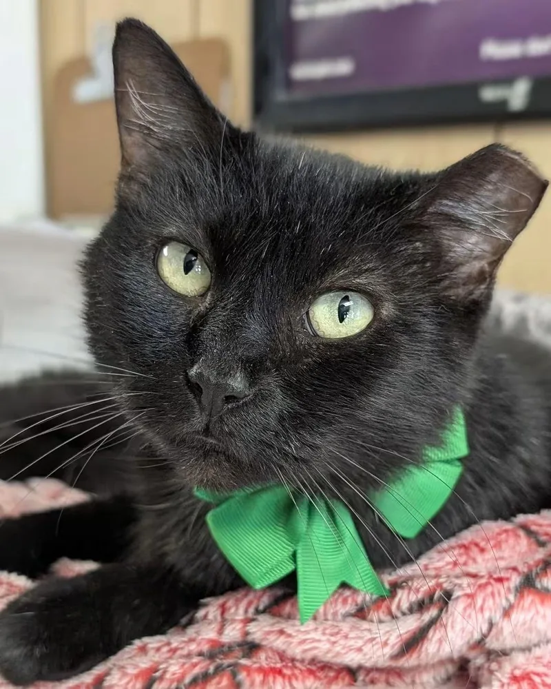 A senior medium-sized female Black Domestic Short Hair cat named Diane for adoption in House Springs, MO