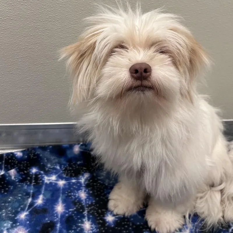 An adult small-sized male White / Cream Mixed Breed dog named Blue for adoption in Hinsdale, IL