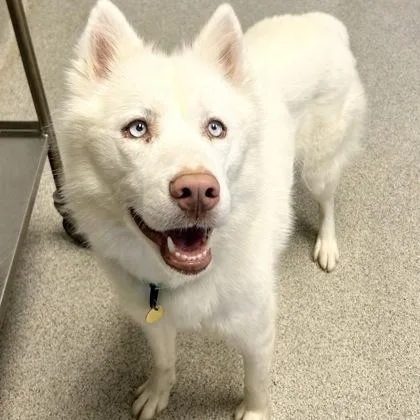 An adult medium-sized female White / Cream Mixed Breed dog named Maya for adoption in Lansing, MI