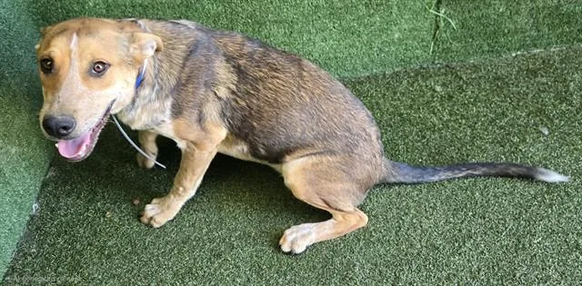 A young medium-sized male Australian Cattle Dog / Blue Heeler dog named Quinten for adoption in Lancaster, CA