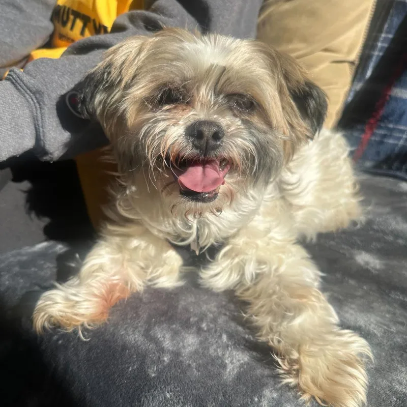 A senior small-sized male White / Cream Shih Tzu dog named Baroque for adoption in San Francisco, CA