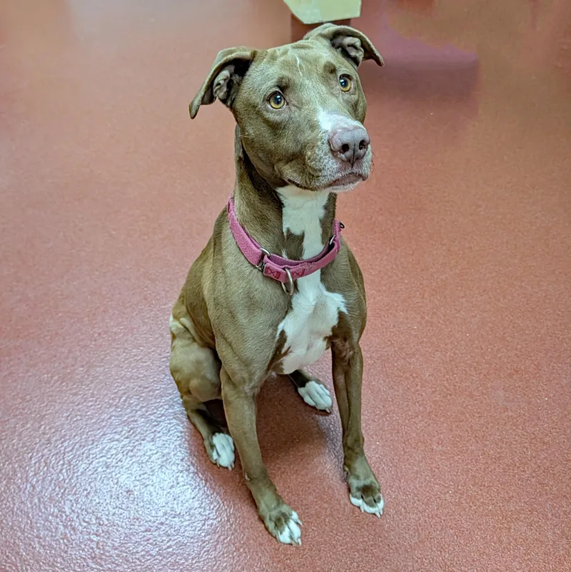 An adult medium-sized female Brown / Chocolate Pit Bull Terrier dog named Bunny for adoption in Accident, MD