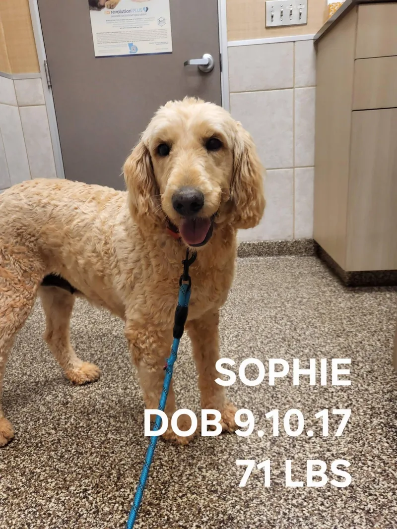 An adult large-sized female Goldendoodle dog named Sophie for adoption in Salisbury, NC