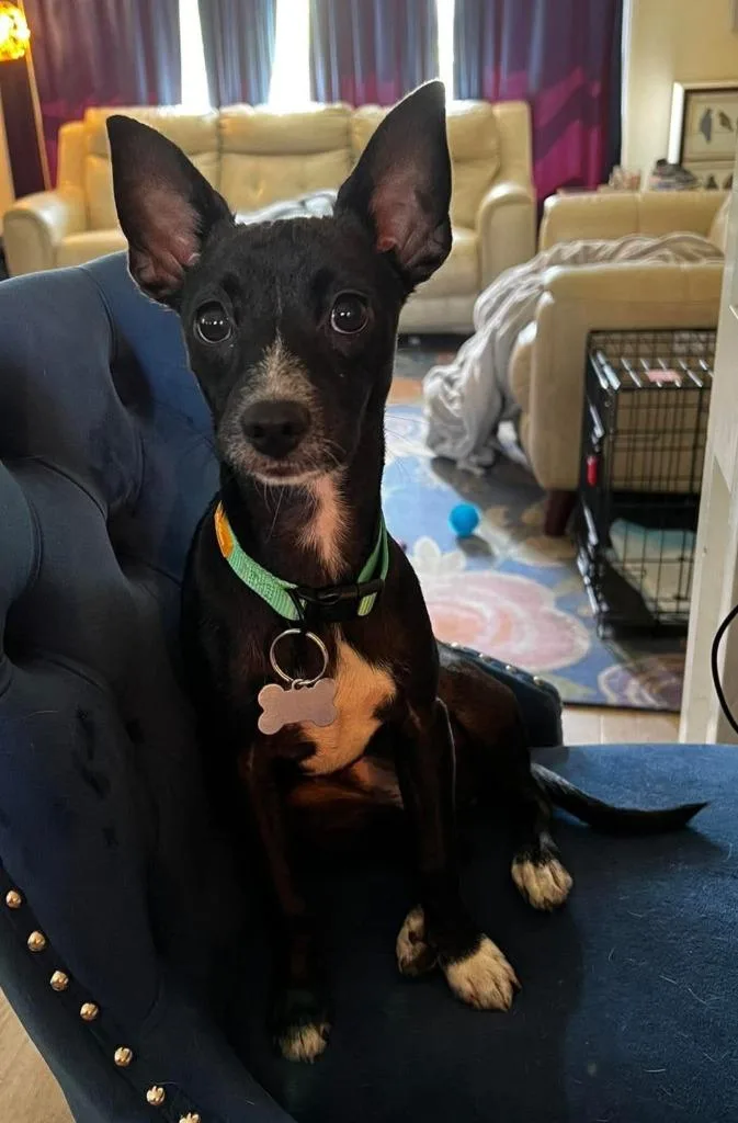 A baby small-sized female Chihuahua dog named Pebble for adoption in New Bern, NC