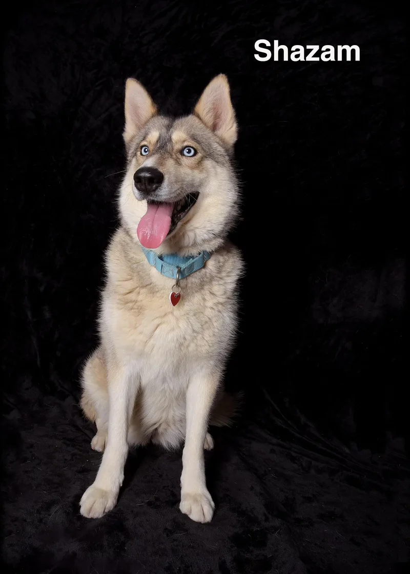 An adult large-sized female Gray / Blue / Silver Siberian Husky dog named Shazam for adoption in Van Nuys, CA