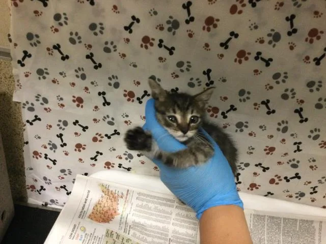 A baby small-sized male Domestic Short Hair cat named Solar for adoption in Riverside, CA