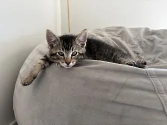 A baby small-sized male Domestic Short Hair cat named Cash for adoption in Seattle, WA