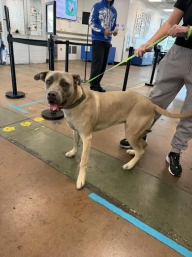 An adult large-sized male Pit Bull Terrier dog named Doug for adoption in Van Nuys, CA