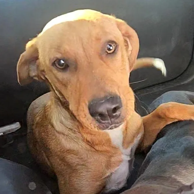 A young medium-sized male Brown / Chocolate Labrador Retriever dog named Prinston for adoption in CORPUS CHRISTI, TX