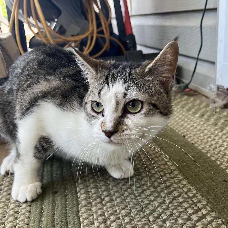 An adult medium-sized male Brown / Chocolate Domestic Short Hair cat named PlayDoh for adoption in Greensboro, NC