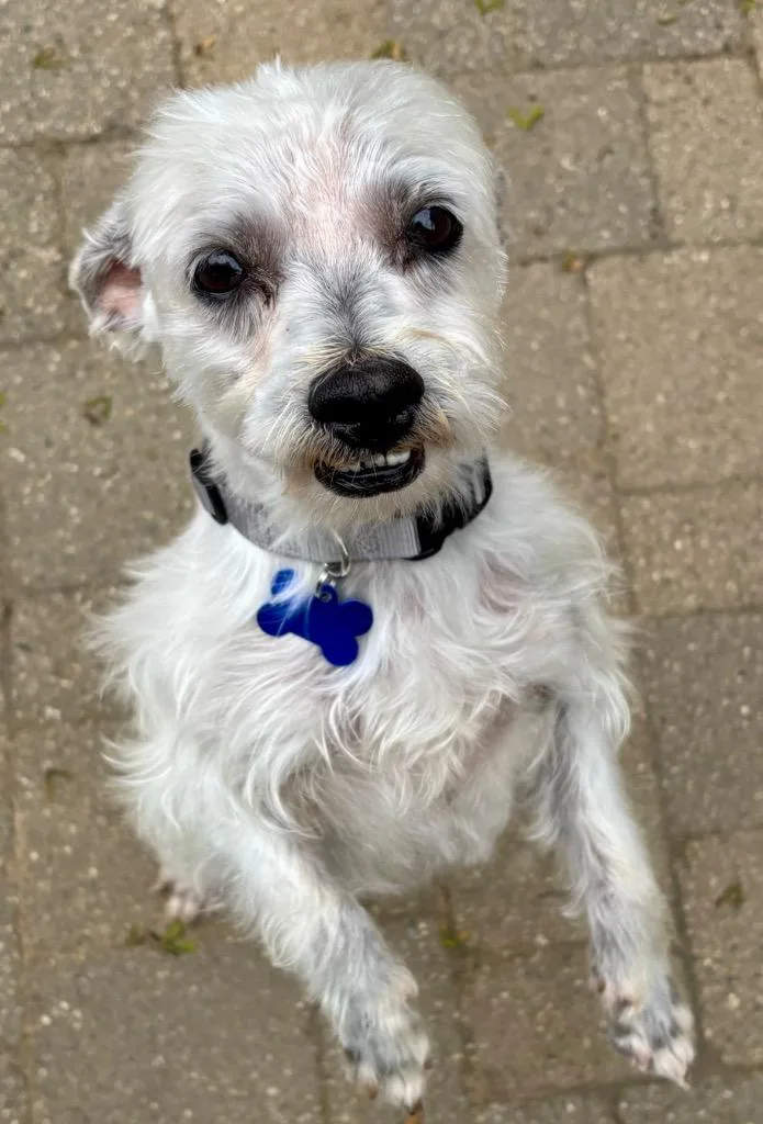 An adult small-sized male Terrier dog named Pye for adoption in West Bloomfield, MI