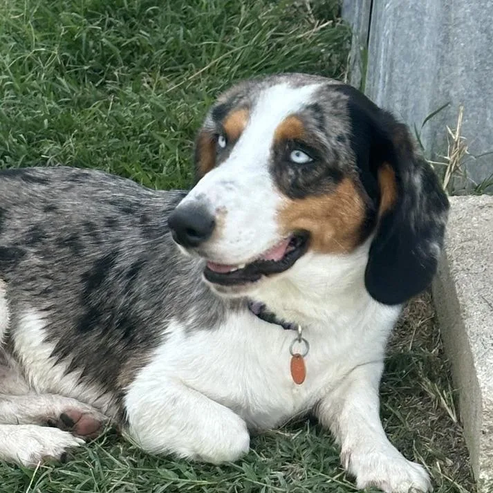 A young medium-sized male White / Cream Basset Hound dog named Smiley Ci for adoption in Austin, TX
