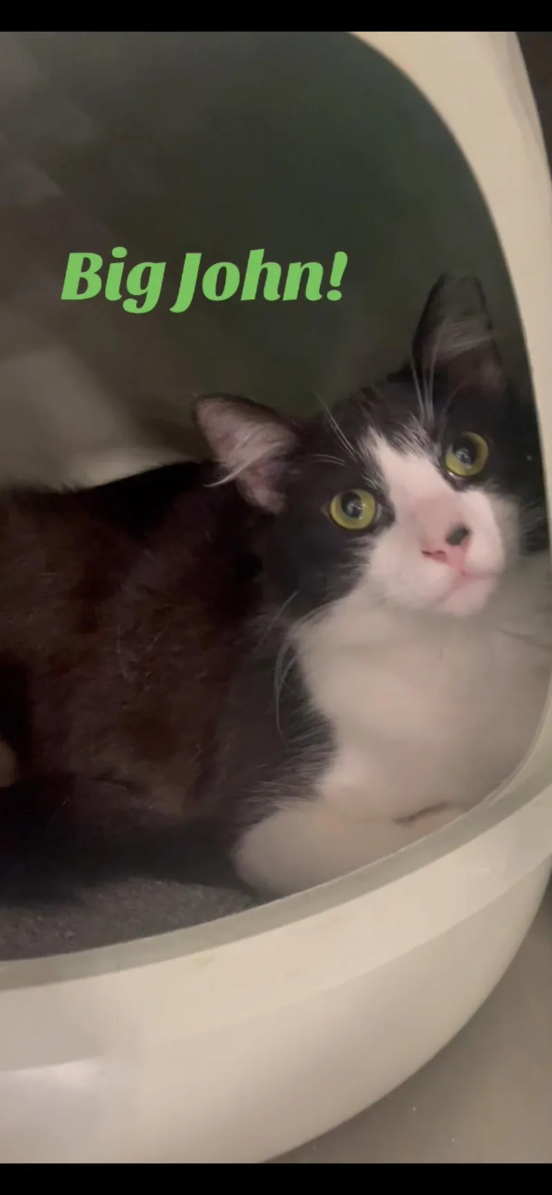 A young large-sized male Domestic Long Hair cat named Big John for adoption in Baton Rouge, LA