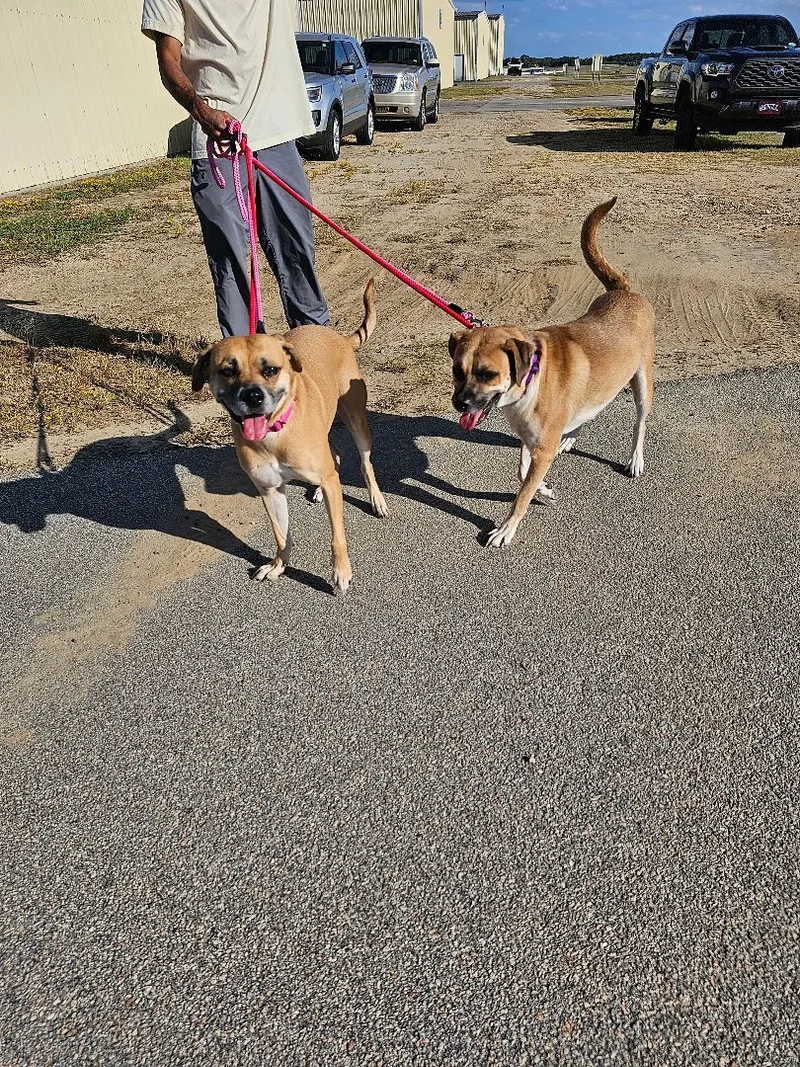 Valentine thumbnail 4