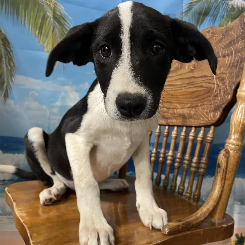 A baby small-sized male White / Cream Border Collie dog named Angus for adoption in Eureka Springs, AR