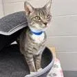 A young medium-sized male Domestic Short Hair cat named Wander for adoption in Knoxville, TN