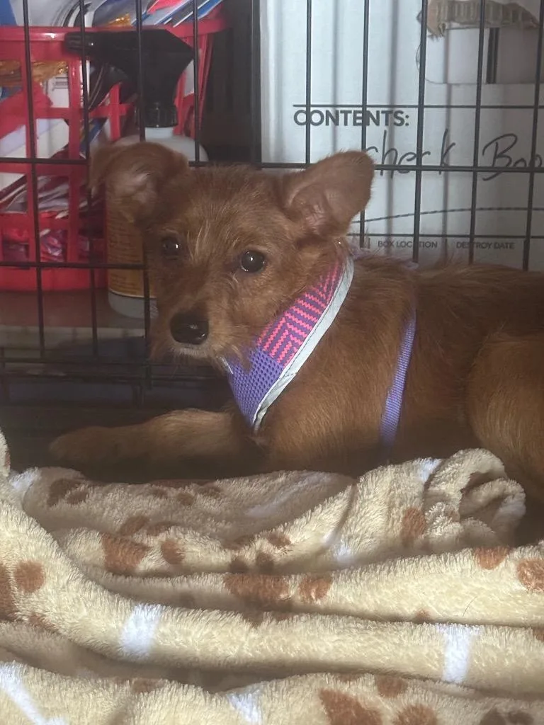 An adult small-sized female Yorkshire Terrier dog named Sophie for adoption in Pine Grove, PA