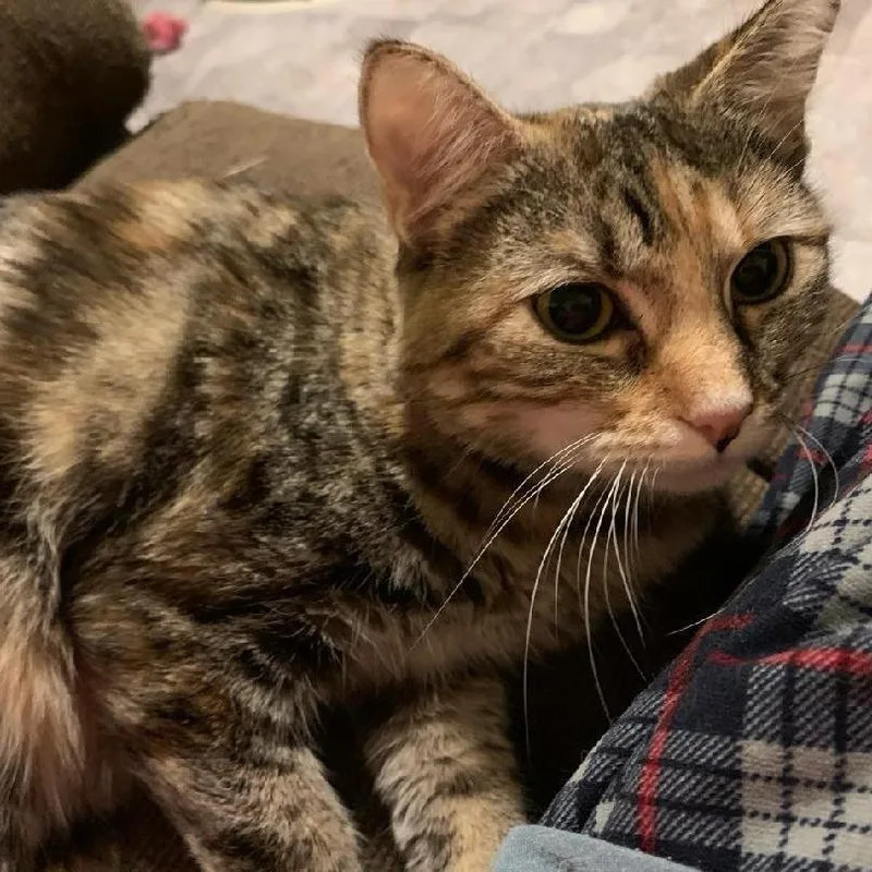 An adult small-sized female Calico Domestic Short Hair cat named Mama Coral for adoption in Greensburg, PA