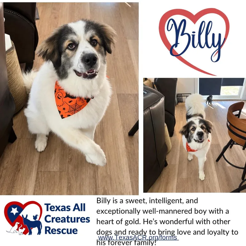 An adult large-sized male Great Pyrenees dog named Billy for adoption in Alvarado, TX