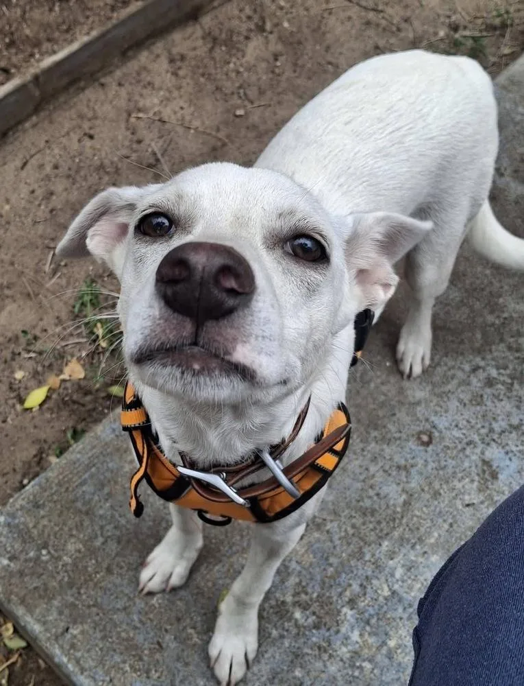 A baby medium-sized female White / Cream Labrador Retriever dog named Annie for adoption in Colorado Springs, CO