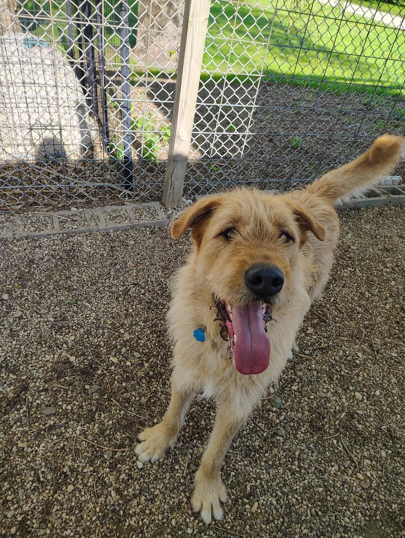 A senior extra large-sized male Red / Chestnut / Orange Irish Wolfhound dog named Mongo for adoption in Rockwell City, IA